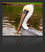 collage image title