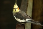 _KFM2730